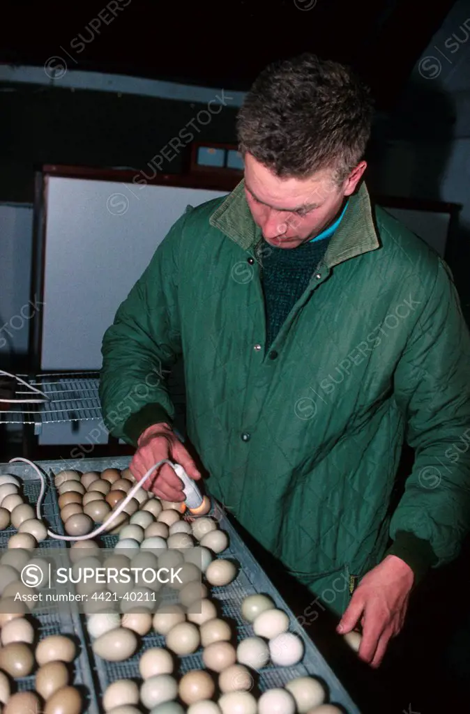 Gamekeeper lamping Common Pheasant (Phasianus colchicus) eggs, to check if fertile before being returned to incubator, England