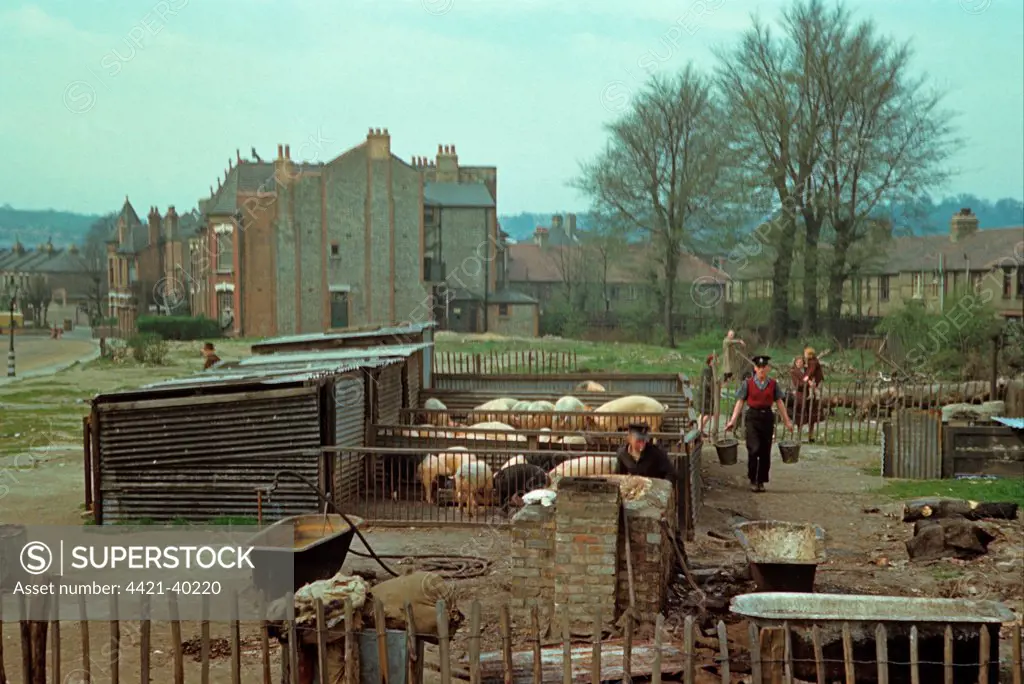 Pig farming, Wartime Britain, rearing pigs in blitzed area, North London, England, april l944