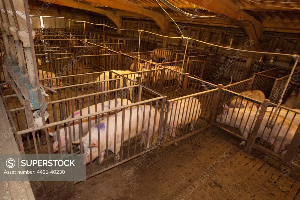 Pig farming, sows in sow housing with concrete floor and slatts, England
