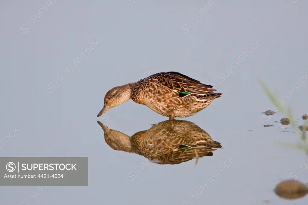 Common Teal (Anas crecca) adult female, standing in shallow water with reflection, Minsmere RSPB Reserve, Suffolk, England, october