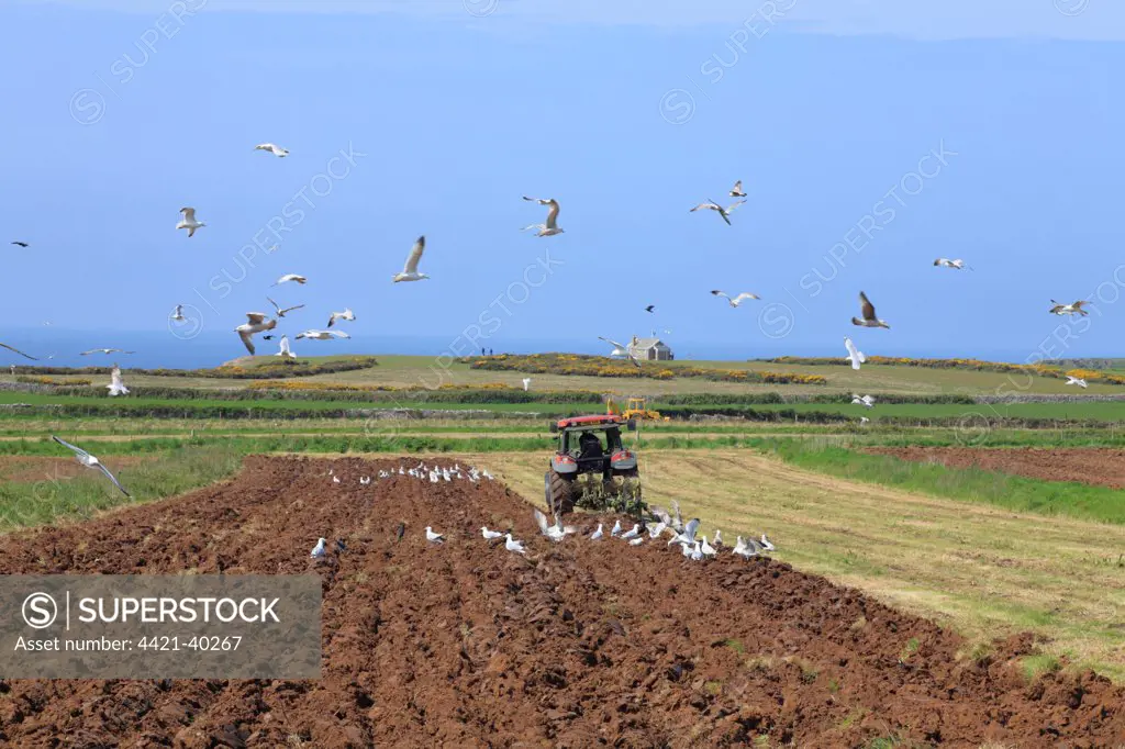 Tractor ploughing field near coast, followed by seagull flock, near Rhossili, Gower Peninsula, Glamorgan, Wales, may