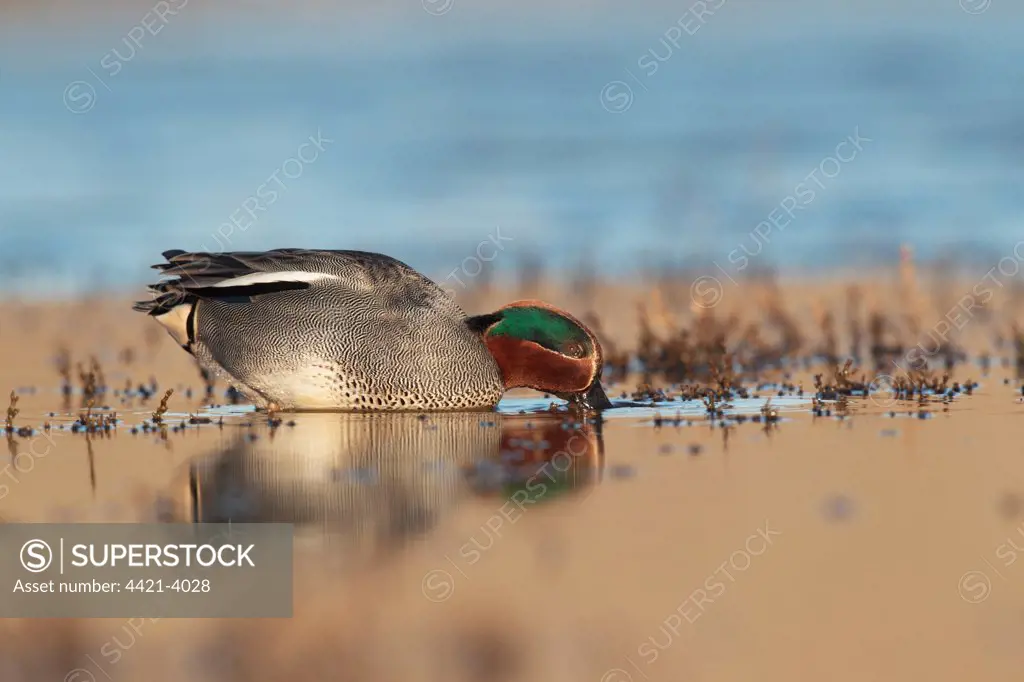 Common Teal (Anas crecca) adult male, feeding on water, Norfolk, England, march