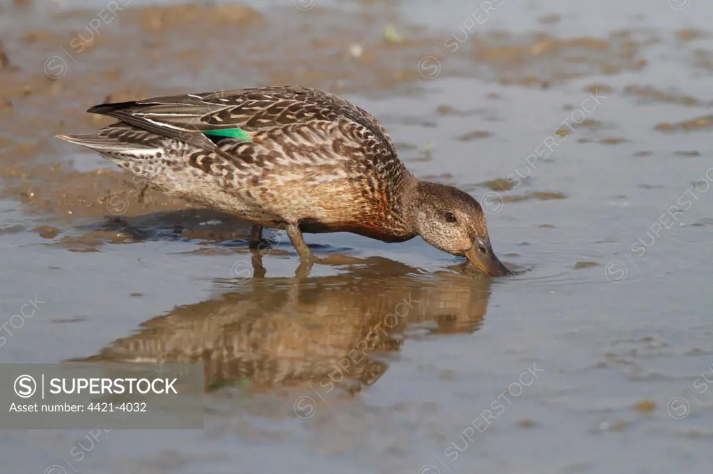 Common Teal (Anas crecca) juvenile, eclipse plumage, dabbling in muddy water, Norfolk, England, september