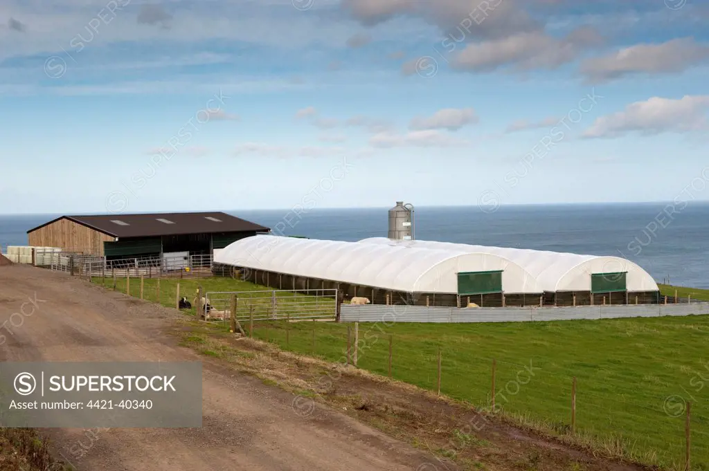 Sheep farming, polytunnel sheep buildings and steel shed on modern farm beside coast, Scotland, september