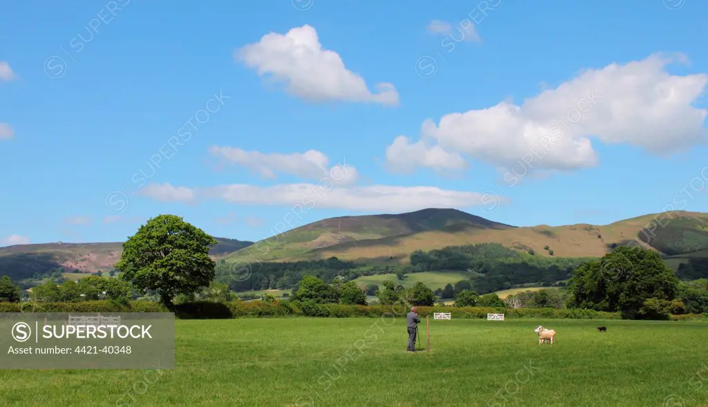 Local sheepdog trials, Vale of Clwyd, Denbighshire, North Wales, august