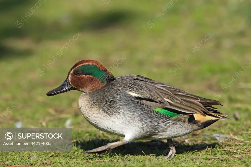 Common Teal (Anas crecca) adult male, walking on pasture, Norfolk, England, october
