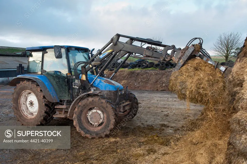Tractor with loader and grab in silage clamp, England, november