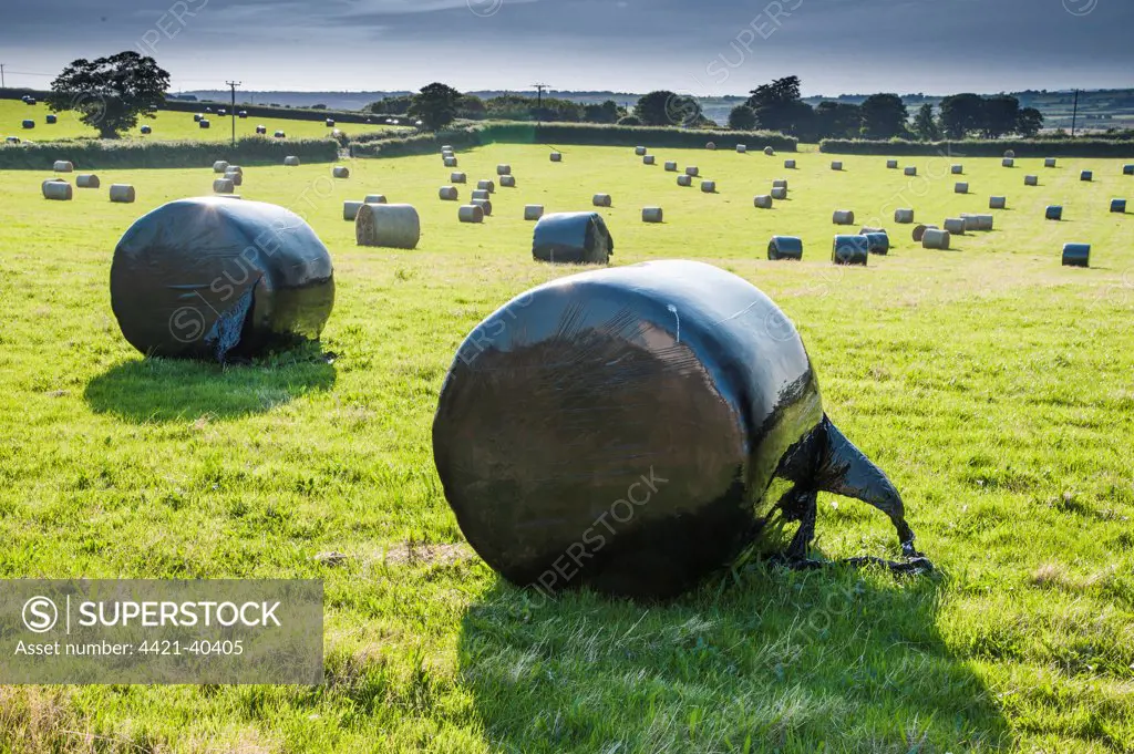 Plastic wrapped round silage bales in field, Llangaffo, Anglesey, Wales, August