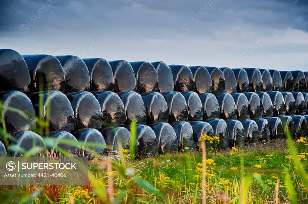Plastic wrapped round silage bales, stacked in field, Newborough, Anglesey, Wales, August