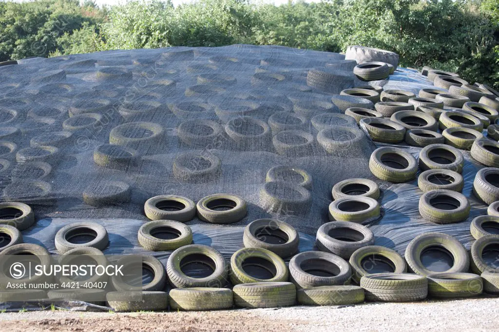 Silage clamp with mesh and tyres, Ripon, North Yorkshire, England, August