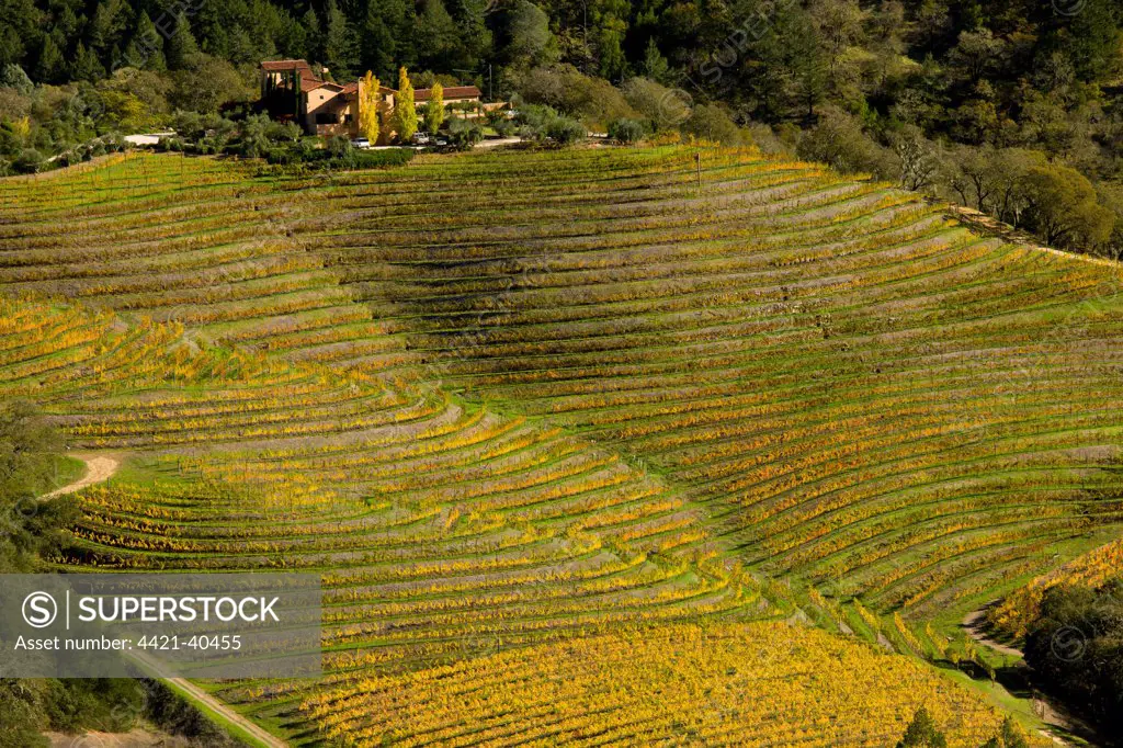 Vineyard on wine estate, rows of grape vines with leaves in autumn colour growing on slope, Napa Valley, above Calistoga, Pallisade Mountains, California, U.S.A., november