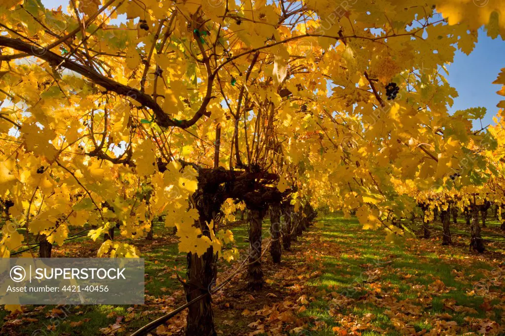 Vineyard on wine estate, row of grape vines with leaves in autumn colour, Napa Valley, near St. Helena, California, U.S.A., november