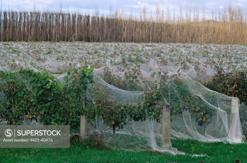 Vineyard with rows of grape vines covered with netting for protection from bird damage, Gisborne, North Island, New Zealand
