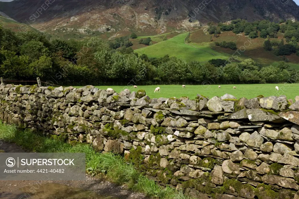 Drystone wall, sheep flock grazing in pasture, Rosthwaite, Cumbria, England, september