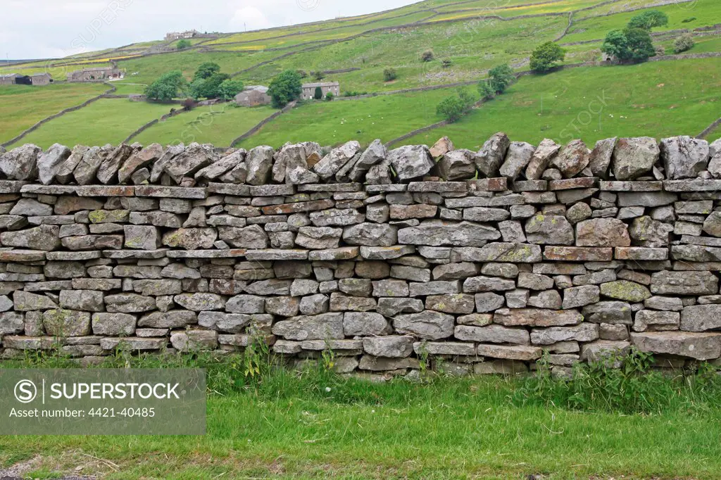 Drystone wall and upland pasture, near Reeth, Swaledale, Yorkshire Dales, North Yorkshire, England, june