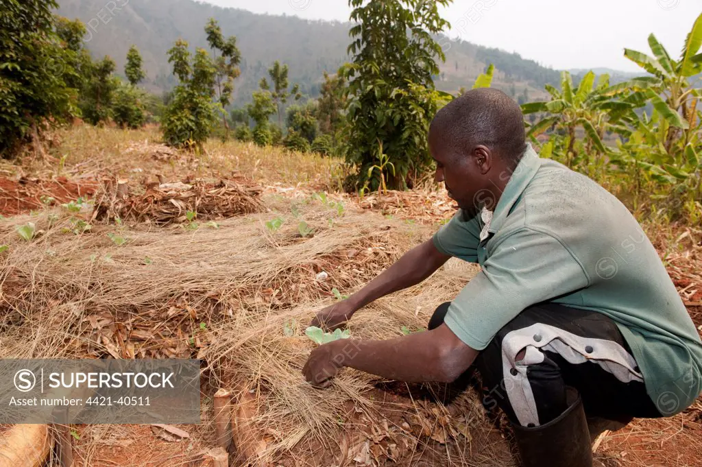 Farmer building keyhole vegetable garden, Rwanda