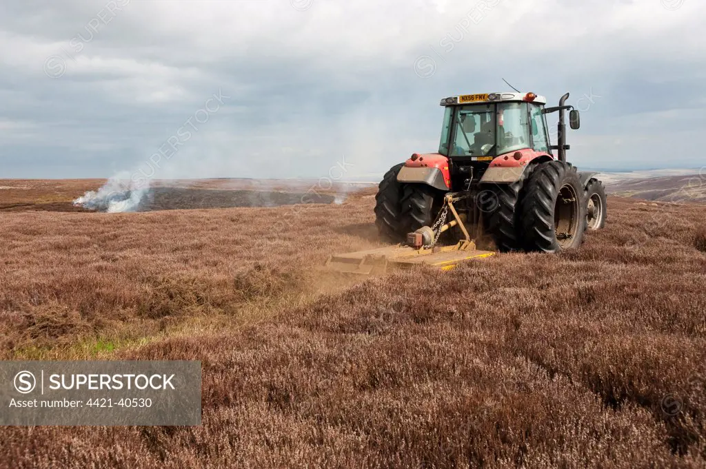 Gamekeepers cutting break in heather for burning, to encourage new growth for grouse, Arkengarthdale Moor, North Yorkshire, England, april