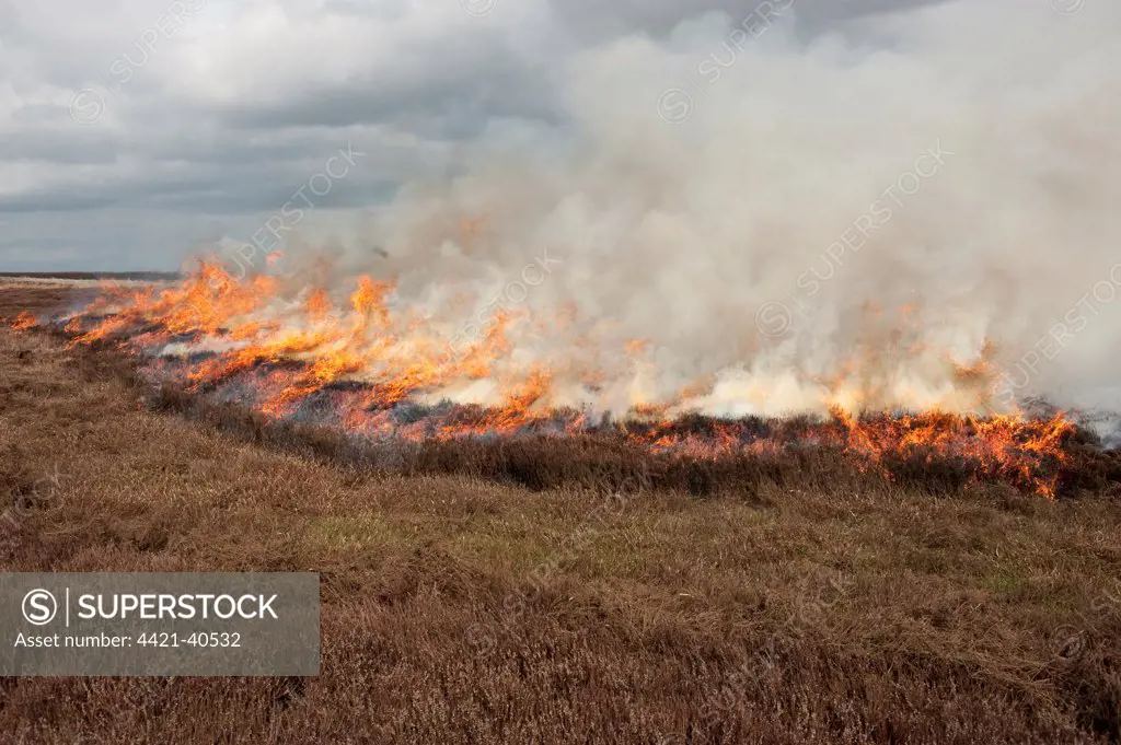 Gamekeepers burning heather on moorland, to encourage new growth for grouse, Arkengarthdale Moor, North Yorkshire, England, april