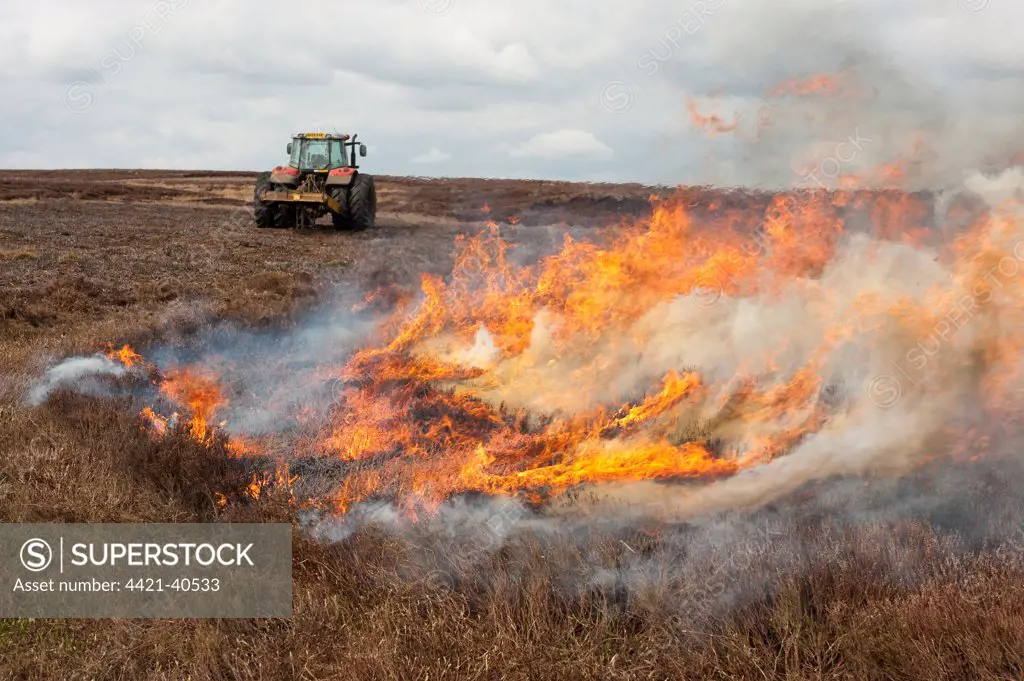Gamekeepers burning heather on moorland, to encourage new growth for grouse, Arkengarthdale Moor, North Yorkshire, England, april