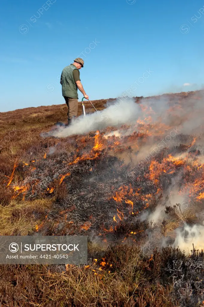 Gamekeeper on shooting estate burning heather moorland, to provide good habitat for grouse, England, april