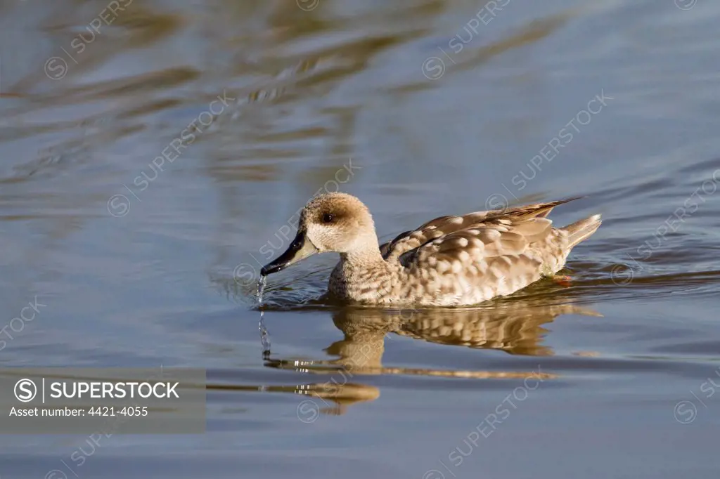 Marbled Teal (Marmaronetta angustirostris) adult, swimming and drinking, Albufera Reserve, Mallorca, Balearic Islands, Spain, may