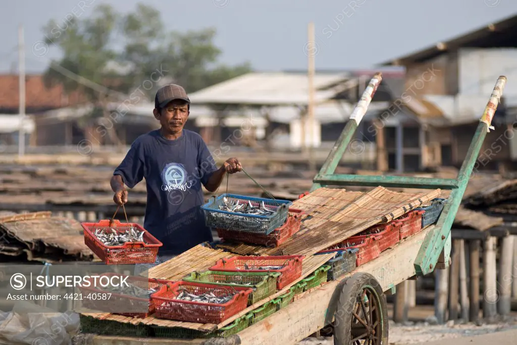 Man lifting fish in baskets from cart to put on mats to dry, Muara Karang, Jakarta, Java, Indonesia