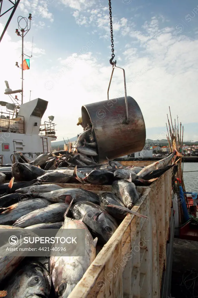 Tuna catch being unloaded on quayside, caught using pole and line fishing method, Pico Island, Azores, august