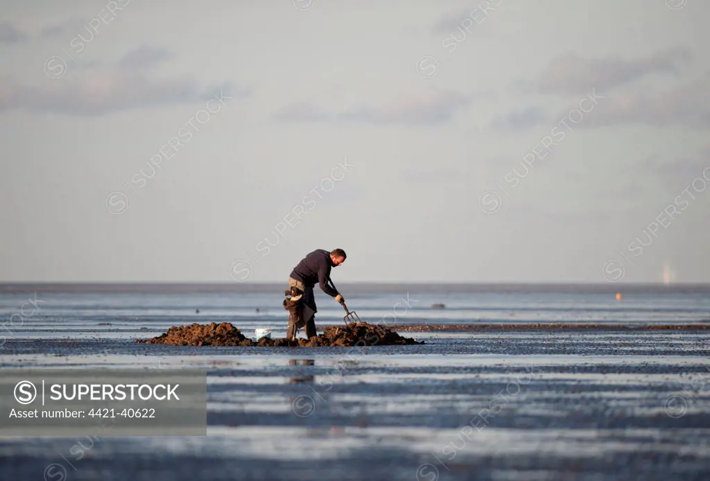 Sea angler bait digging for worms, on coastal mudflats at low tide, The Wash, Snettisham, Norfolk, England, november