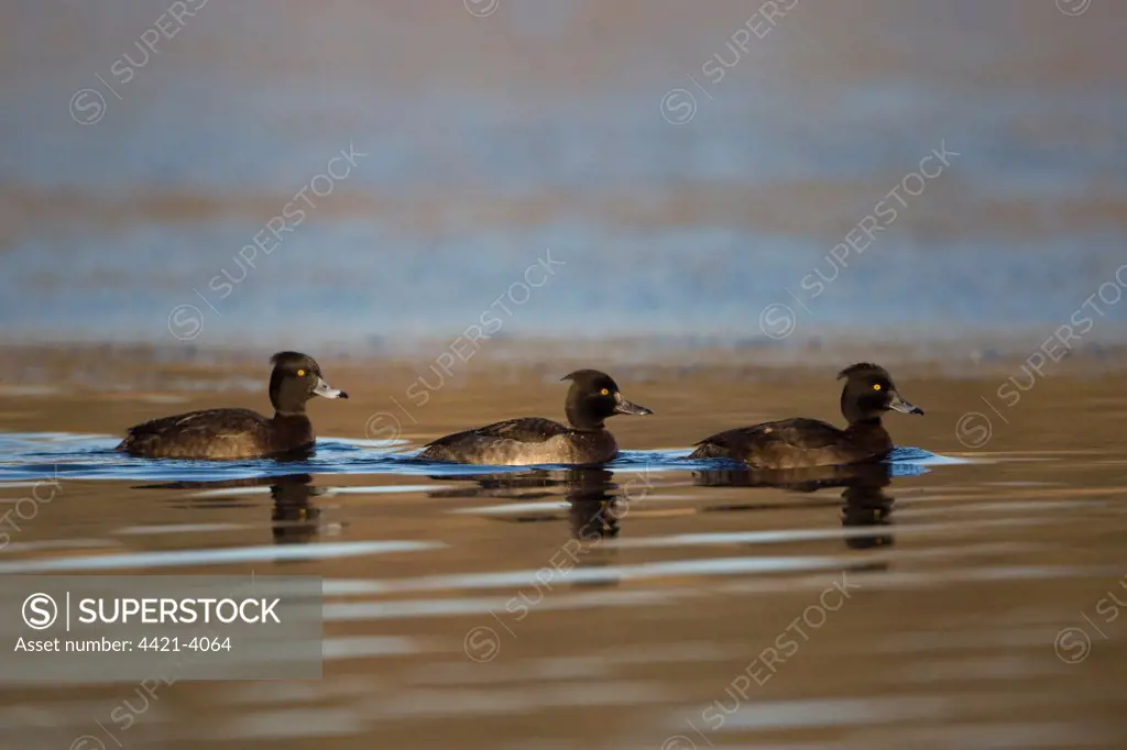 Tufted Duck (Aythya fuligula) three adult females, swimming, Whitlingham, The Broads, Norfolk, England, january