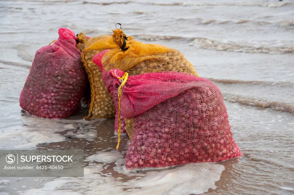 Bags of harvested cockles after picking from cockle beds, Foulnaze Bank, between Lytham and Southport, Ribble Estuary, Lancashire, England, november
