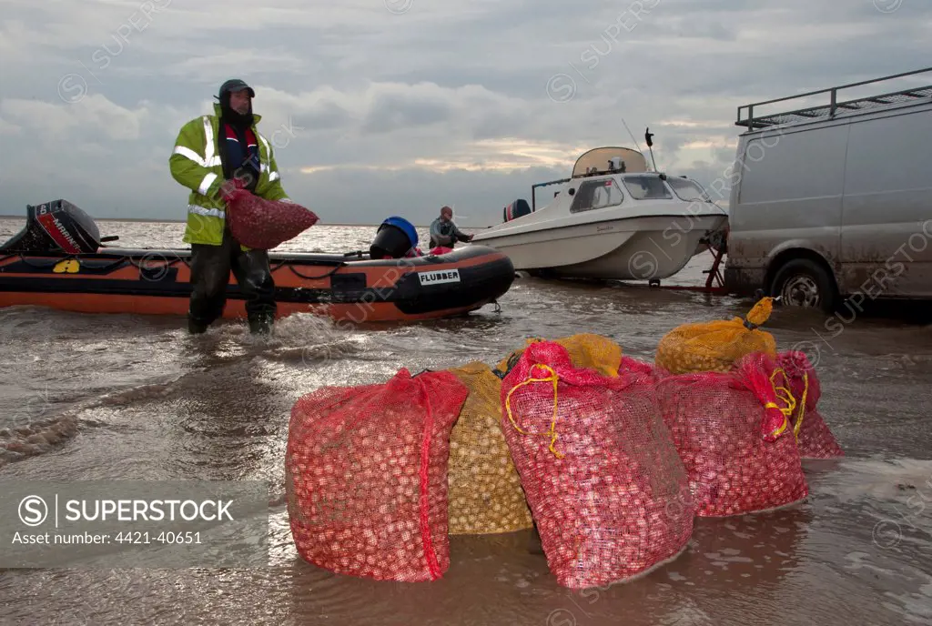 Licensed cockle pickers unloading bags from boats after picking from cockle beds, Foulnaze Bank, between Lytham and Southport, Ribble Estuary, Lancashire, England, november