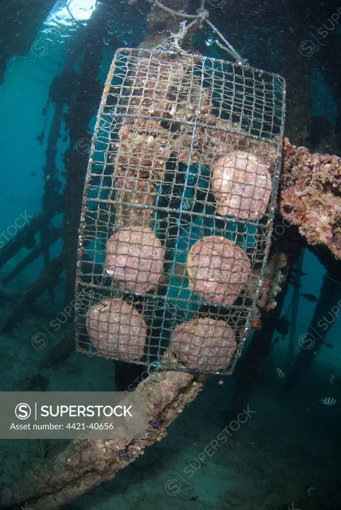 Oysters for cultivating pearls in trays, Cendana Pearl Farm Jetty, Waigeo Island, Raja Ampat Islands (Four Kings), West Papua, New Guinea, Indonesia