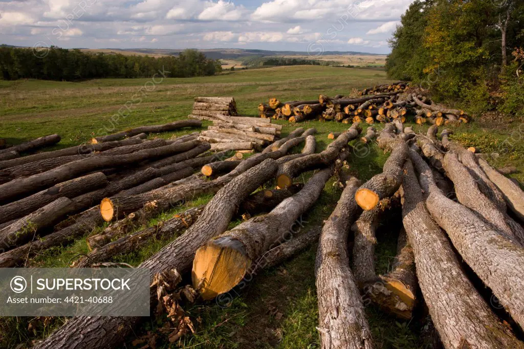 Logging of Common Beech (Fagus sylvatica) woods, above Saxon village of Barcut, Transylvania, Romania, october