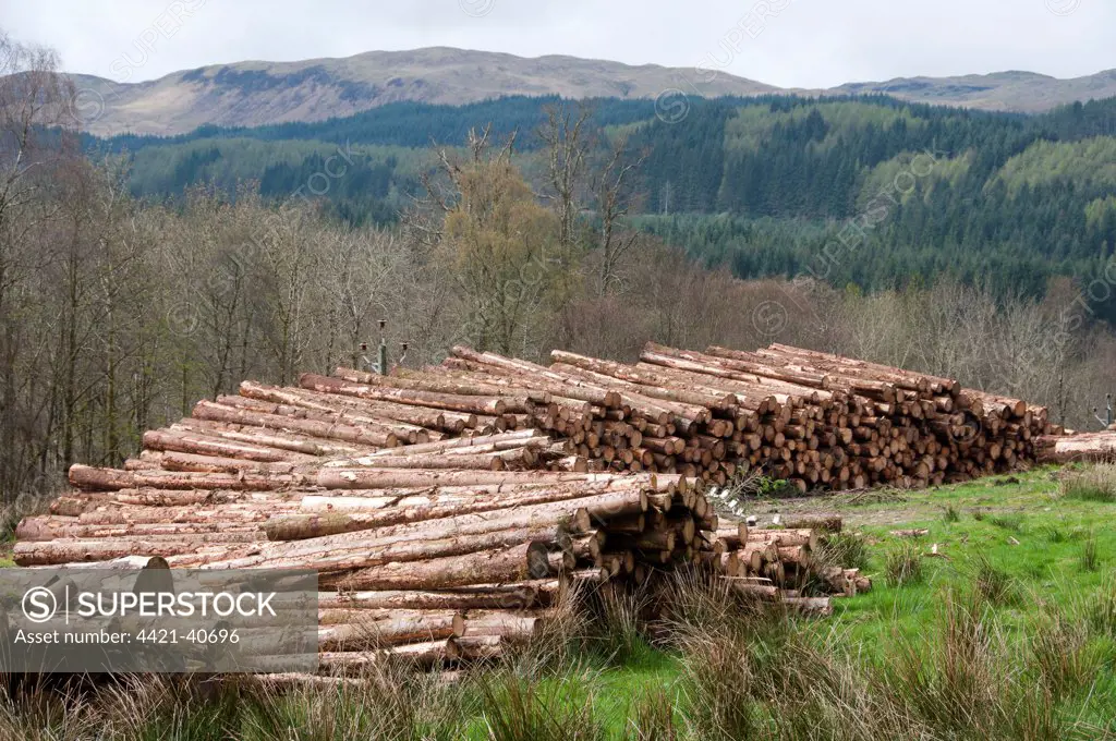 Cut conifer timber, Inverary Castle, Argyll and Bute, Scotland, april