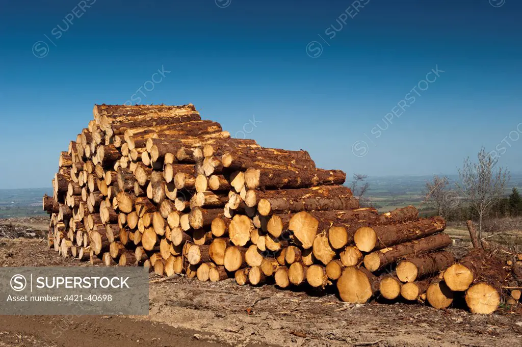 Cut conifer timber, newly felled and ready for collection, England, april