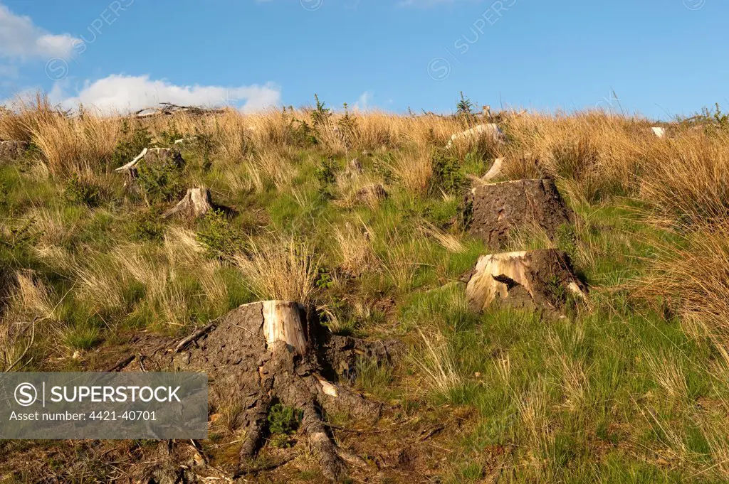 Natural woodland regeneration after mature woodland was felled, conifer saplings growing beside stumps, England, may