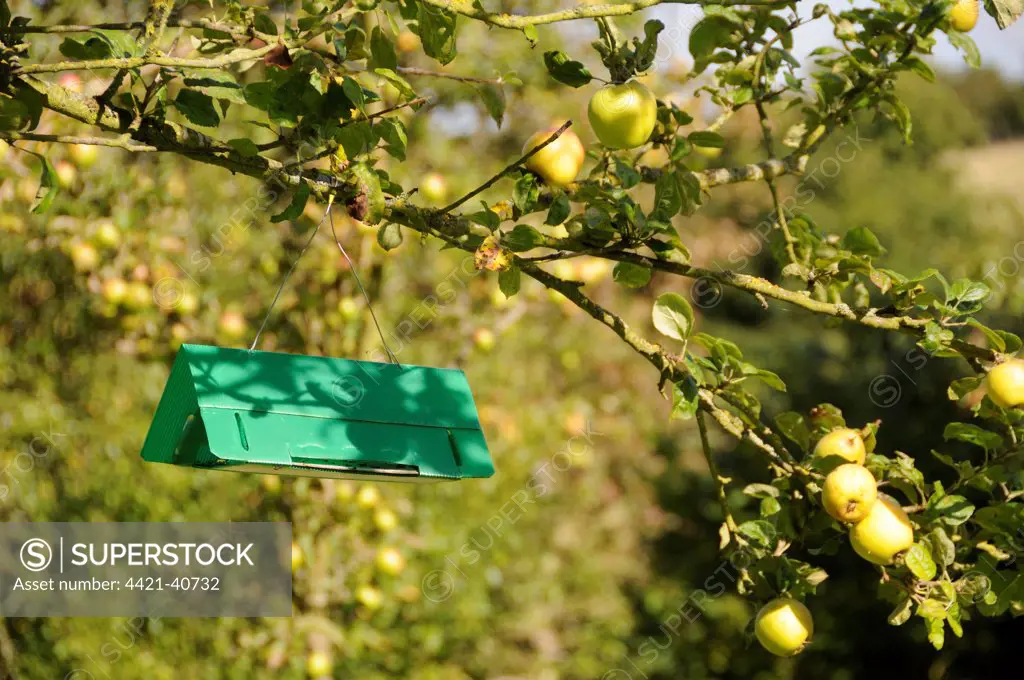 Pheromone trap in cultivated apple tree, to prevent infestation of codling moth, England, september