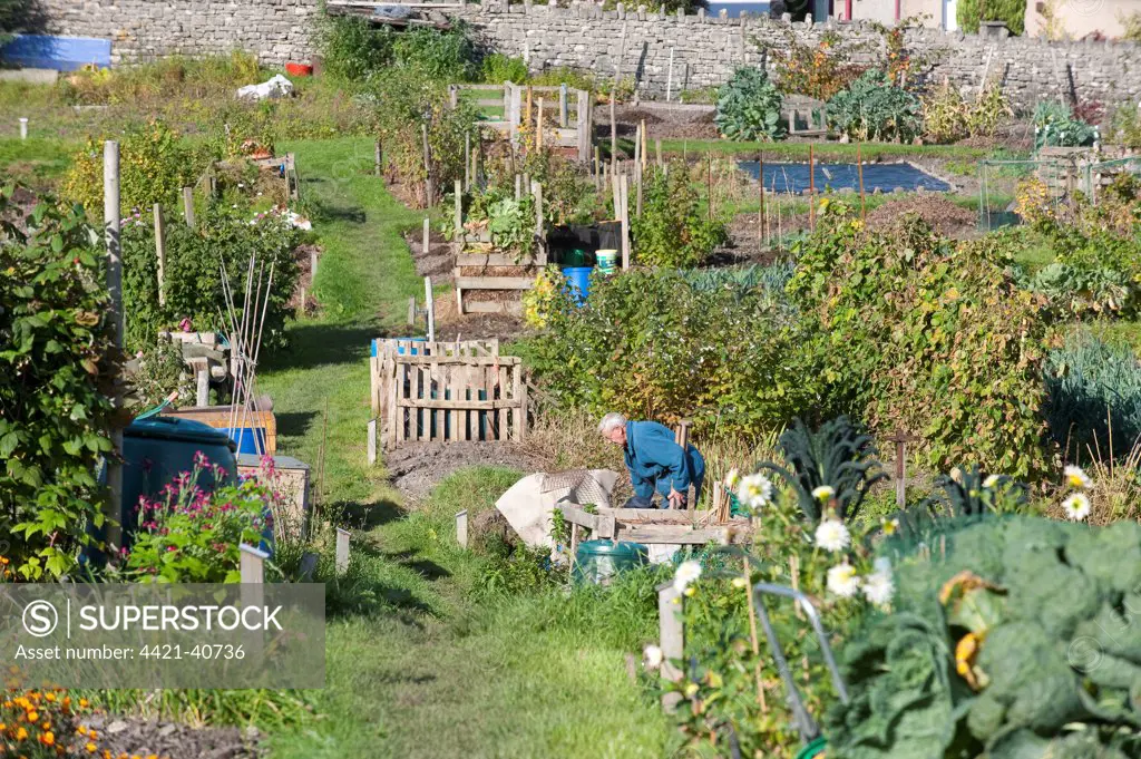 Gardener on town allotments, Kendal, Cumbria, England