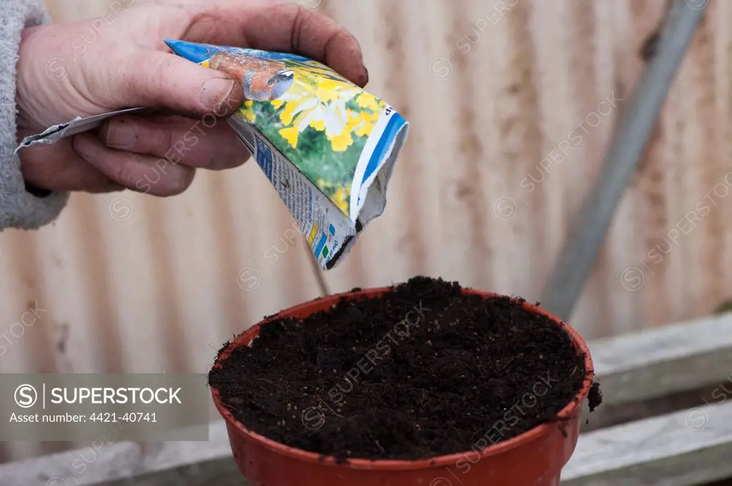Sowing Cowslip (Primula veris) seeds in plant pot, in greenhouse, England, winter