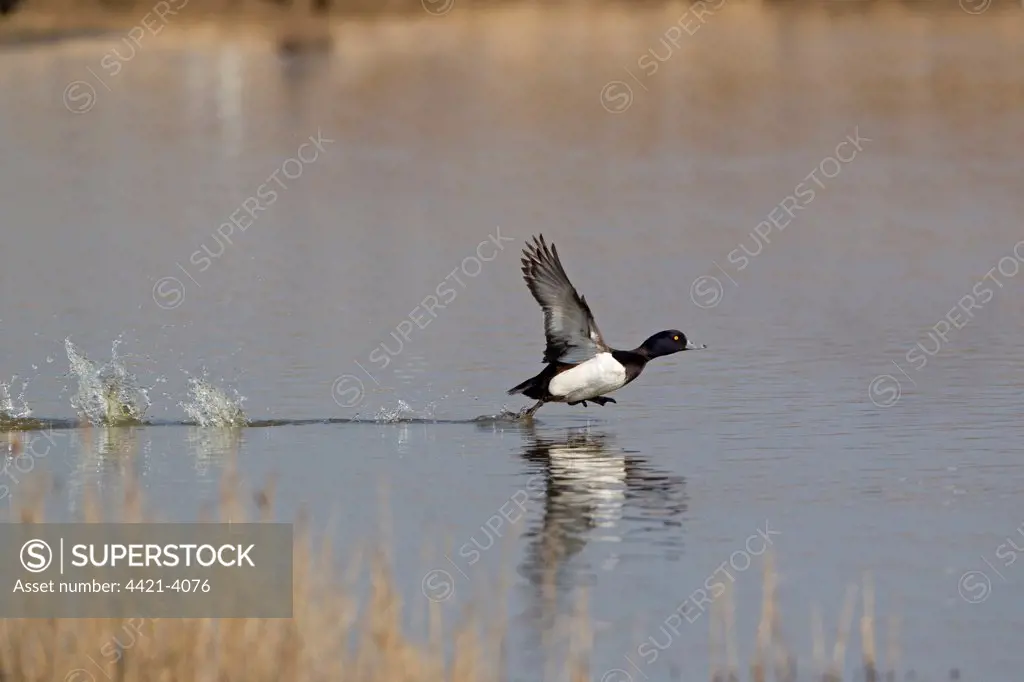 Tufted Duck (Aythya fuligula) adult male, running across water to take off, Minsmere RSPB Reserve, Suffolk, England, april