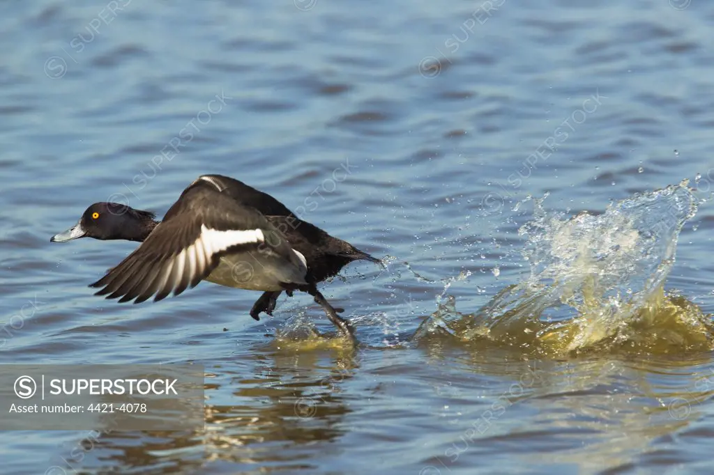 Tufted Duck (Aythya fuligula) adult male, taking off from water, Minsmere RSPB Reserve, Suffolk, England, may