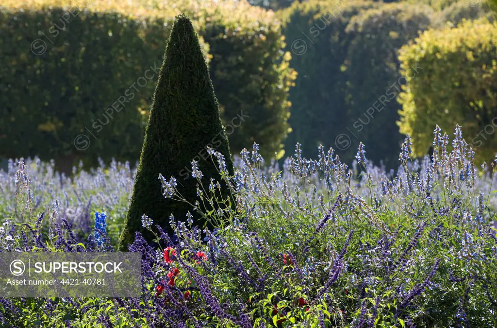 Clipped conical shaped tree and lavender garden, Palace of Versailles, Versailles, France, september