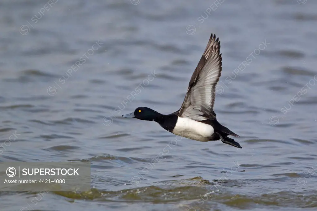 Tufted Duck (Aythya fuligula) adult male, in flight over water, Minsmere RSPB Reserve, Suffolk, England, july