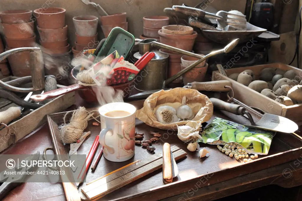 Gardeners potting shed desk, with steaming coffee mug, seeds, garden tools and items, Norfolk, England, march