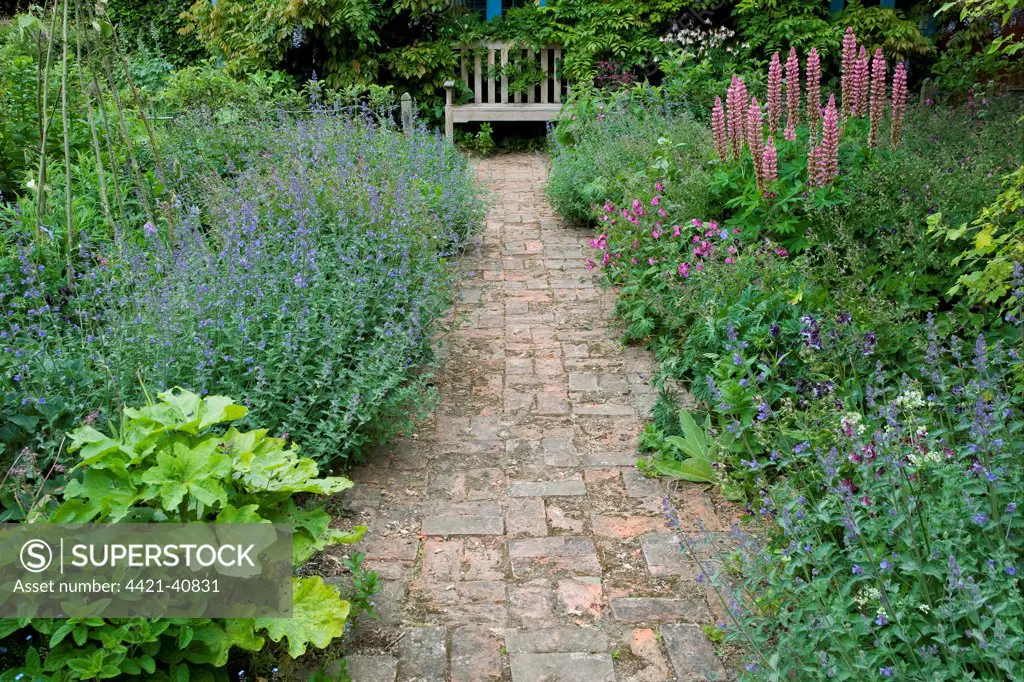 Flowerbeds and brick garden path, Norfolk, England may