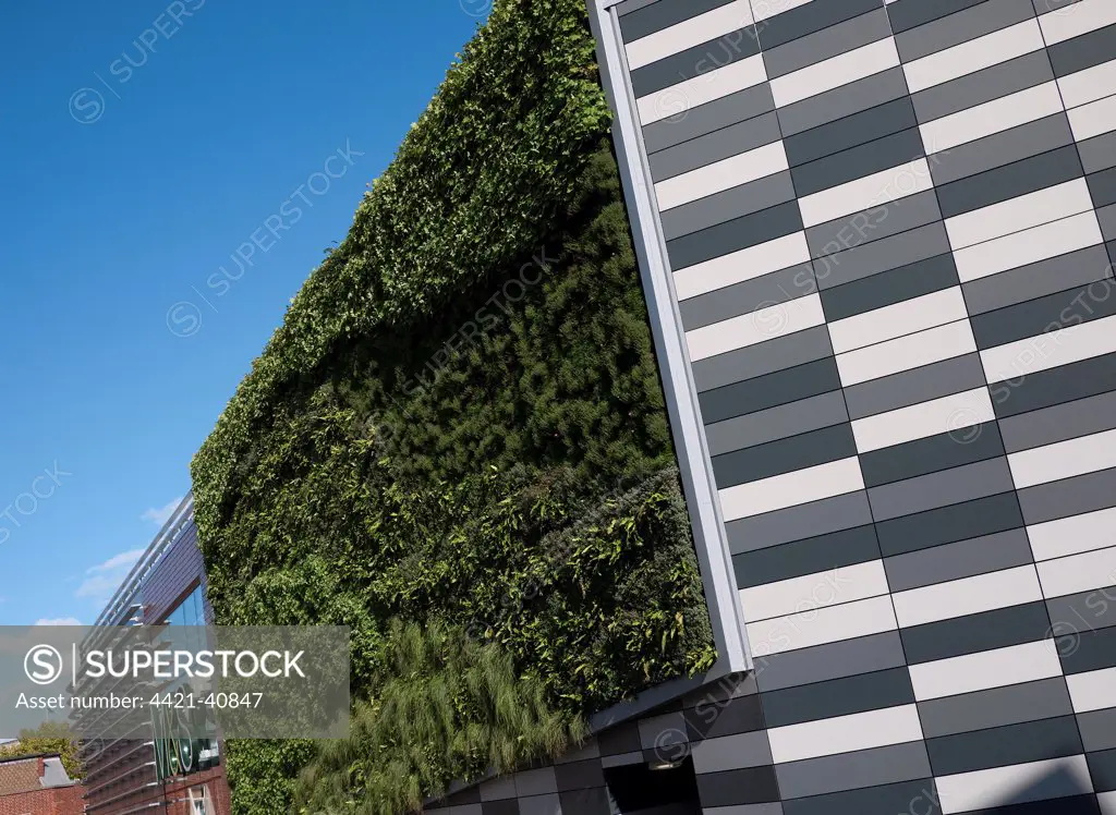 'Living Wall System' (Green Wall) growing on wall of M&S store in city, Norwich, Norfolk, England, september