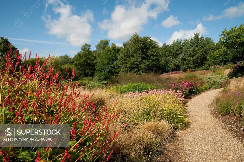 Mixed beds of perennials and grasses beside garden path, Millennium Garden, Pensthorpe, Norfolk, England, september