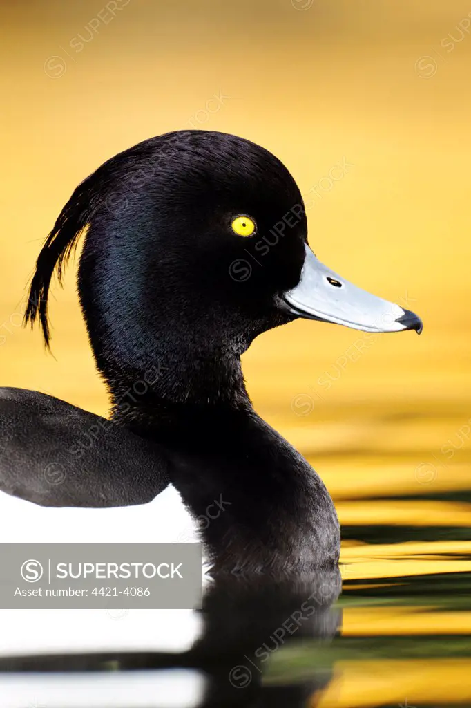 Tufted Duck (Aythya fuligula) adult male, close-up of head and chest, swimming, London, England, april