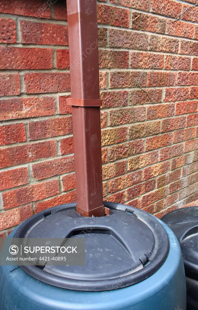 Downpipe and waterbutt, to collect rainwater from house guttering, Mendlesham, Suffolk, England, april