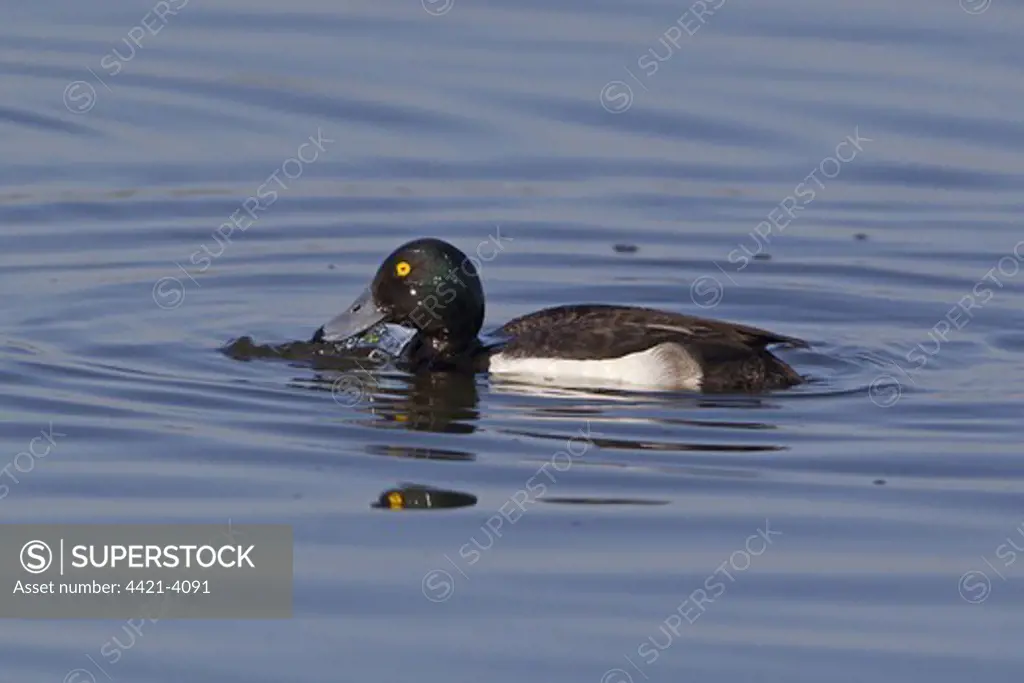 Tufted Duck (Aythya fuligula) adult male, feeding, with water flowing off head and beak after dabbling, Minsmere RSPB Reserve, Suffolk, England, may